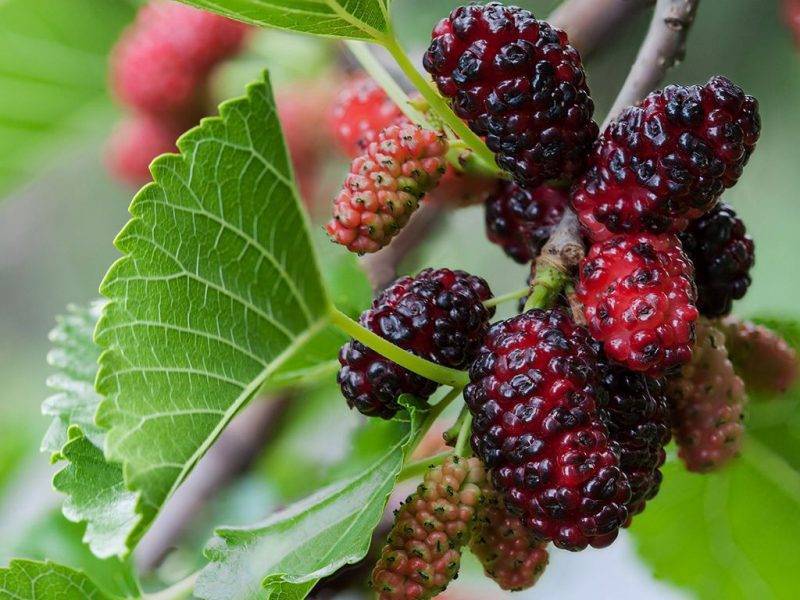 Шелковица купить саженцы из питомнике в Зеленогорске