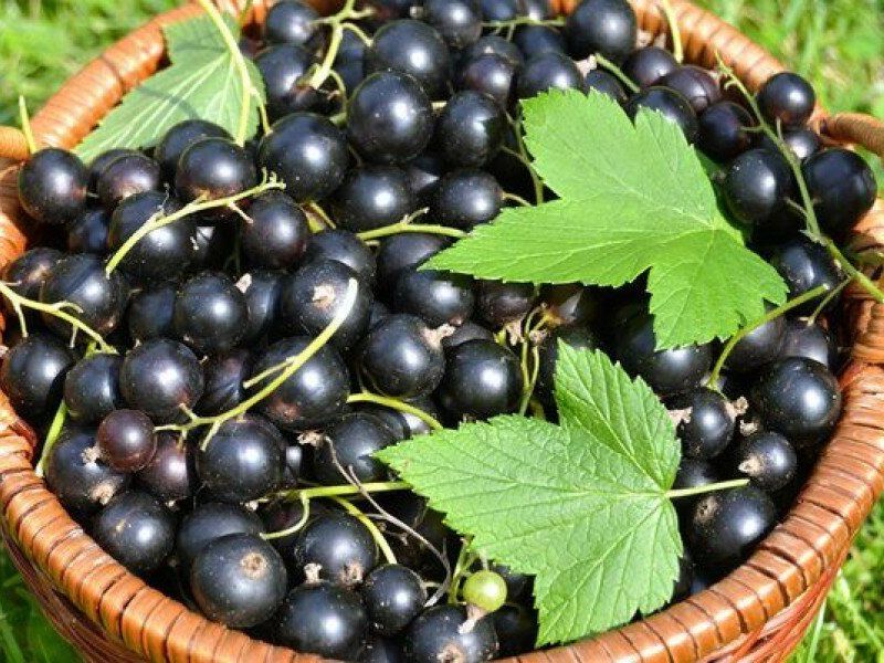 Смородина купить саженцы из питомника в Зеленогорске