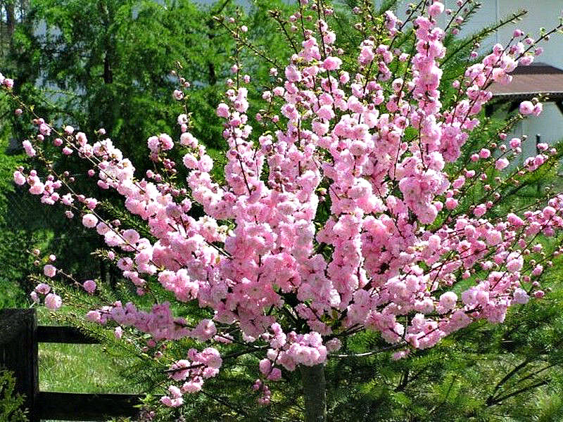 Миндаль купить саженцы из питомника в Зеленогорске