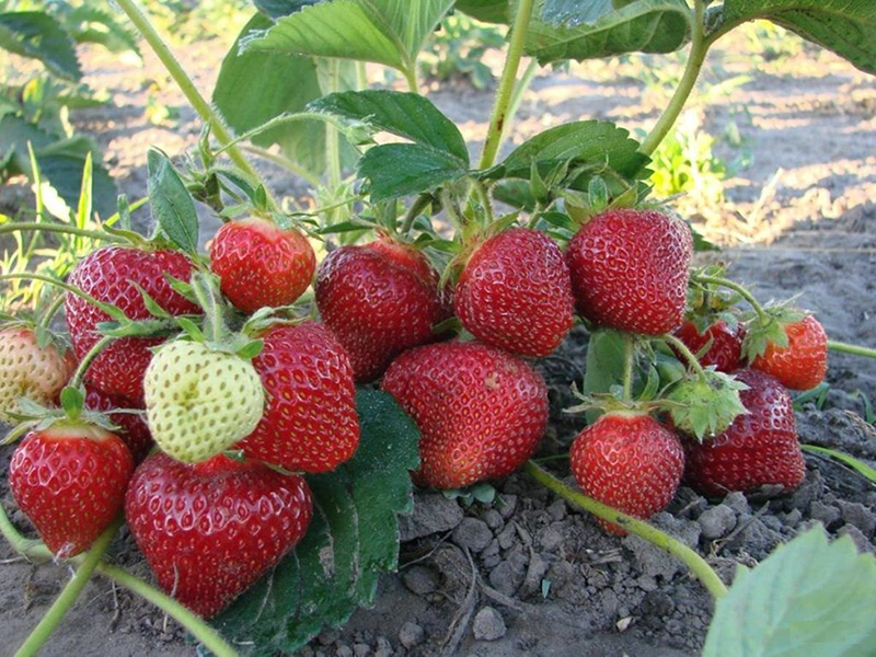 Клубника купить саженцы из питомника в Зеленогорске