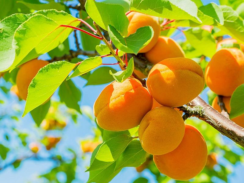 Абрикос купить саженцы из питомнике в Зеленогорске