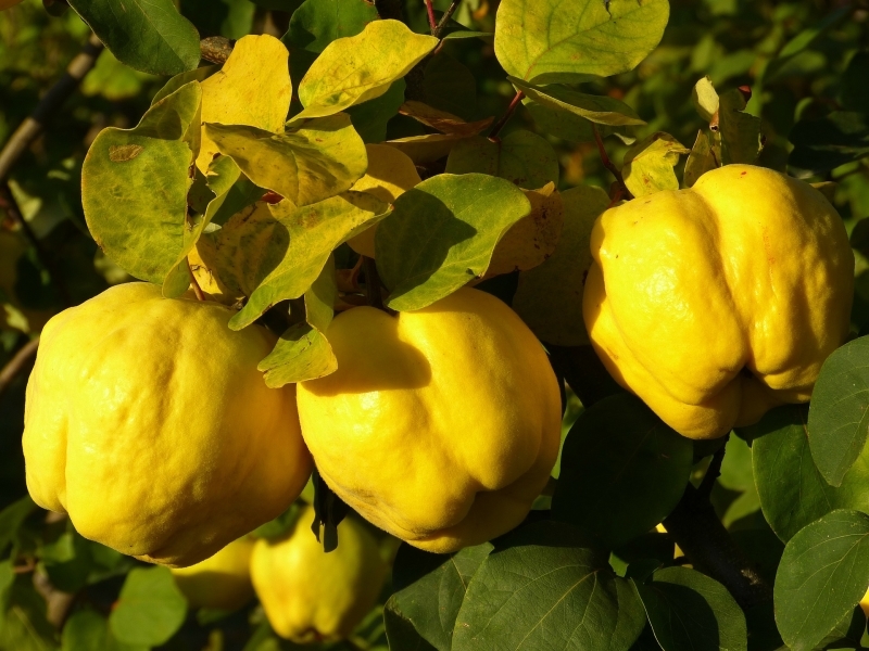 Айва купить саженцы из питомника в Зеленогорске