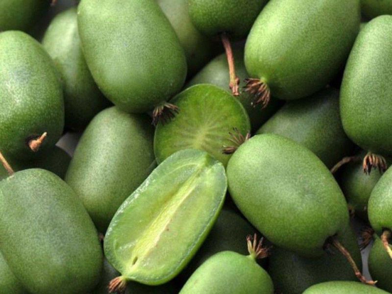 Актинидия купить саженцы из питомнике в Зеленогорске