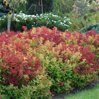Спирея "МАКРОФИЛЛА" (стакан Р9)