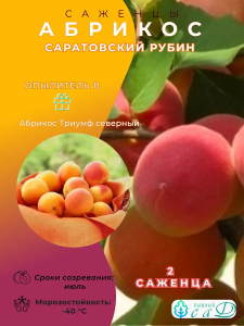 Абрикос Саратовский Рубин и Триумф Северный 2 саженца