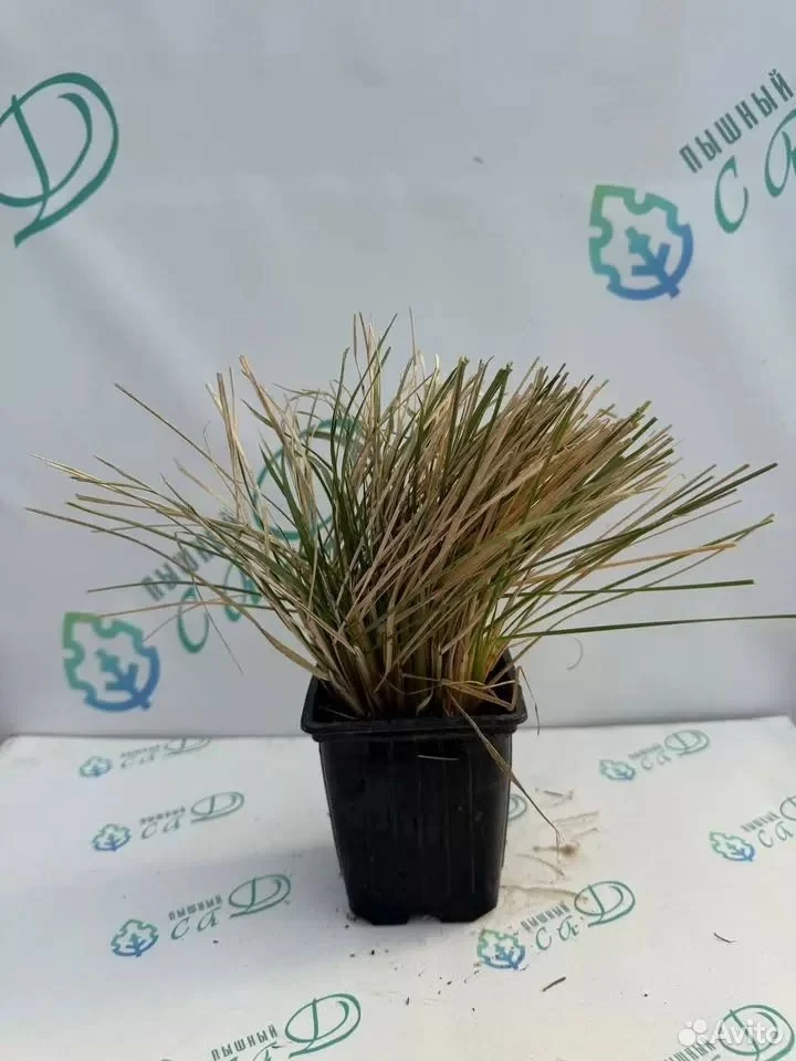 Кортадерия красная (пампасная трава) саженец Зкс