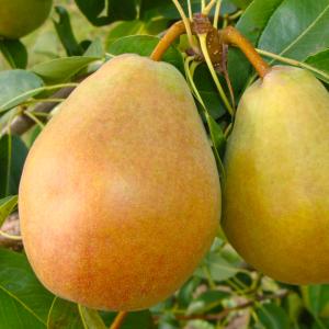 Груша "ИЗЮМИНКА КРЫМА"