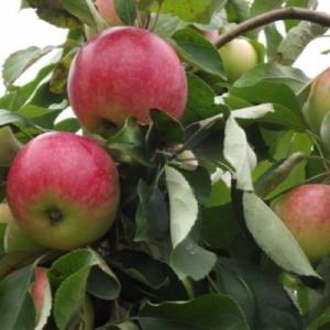 Яблоня "МЕЛЬБА"